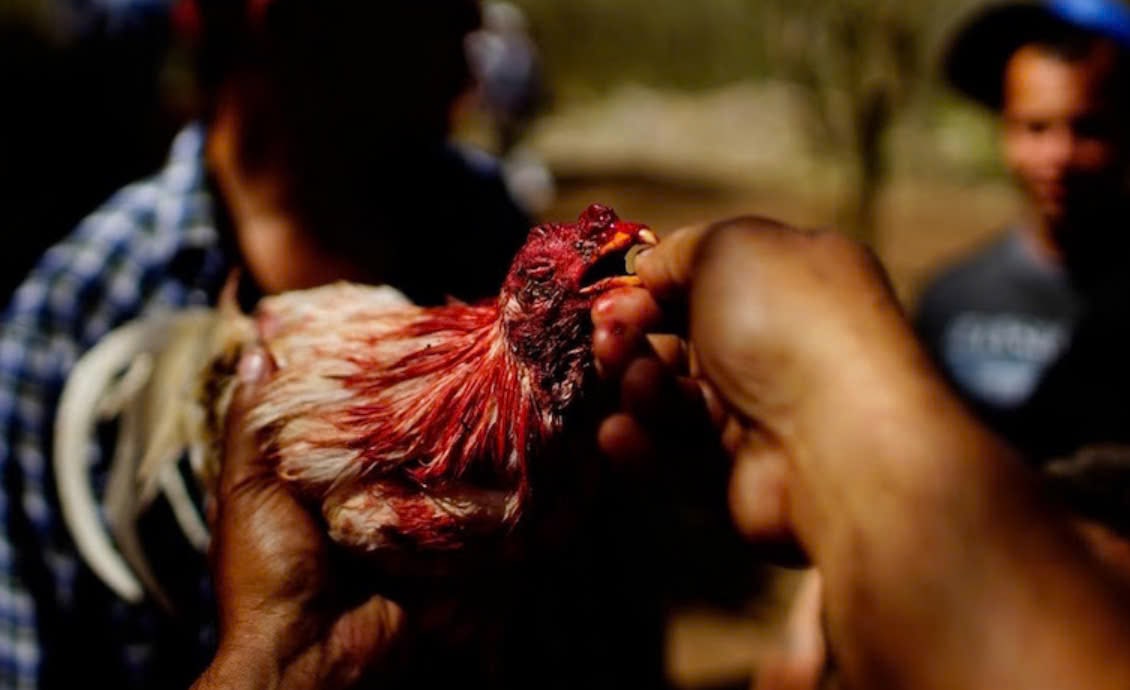 Dựa vào đâu mà giá giống Đá Gà Chọi Cuba 12bet được cập nhật cao đến thế