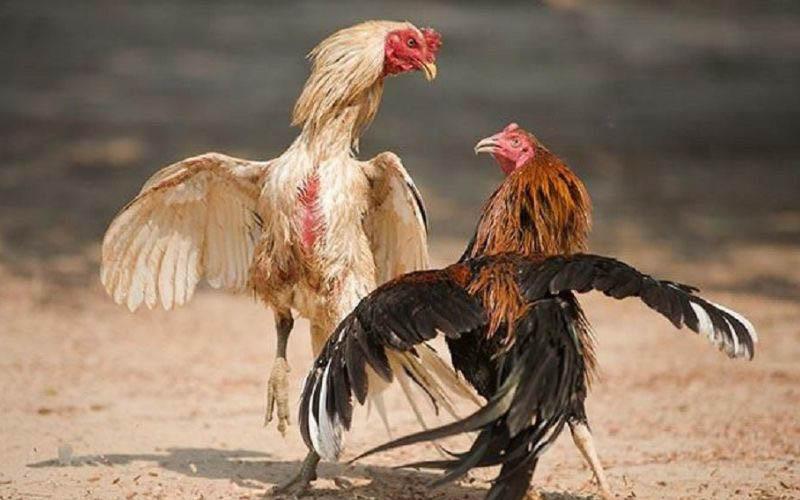 Ba loại Đá Gà Hầu Kiềng 12bet phổ biến nhất hiện nay