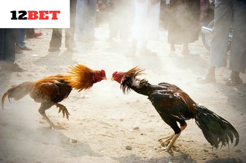 Đá Gà Cựa Sắt 12bet